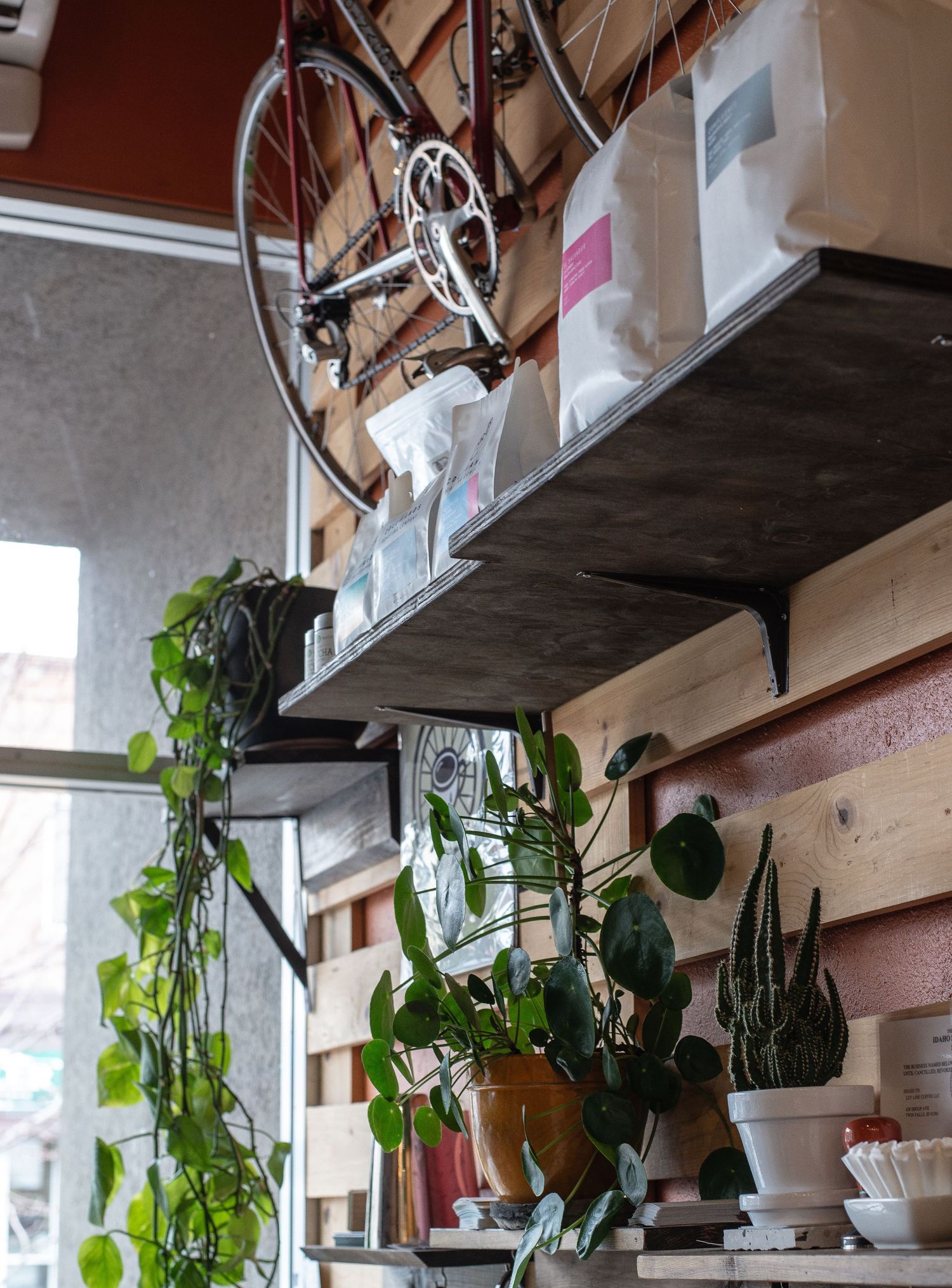 Indoor shelf with green hanging plants and a bicycle mounted on wood-paneled wall.