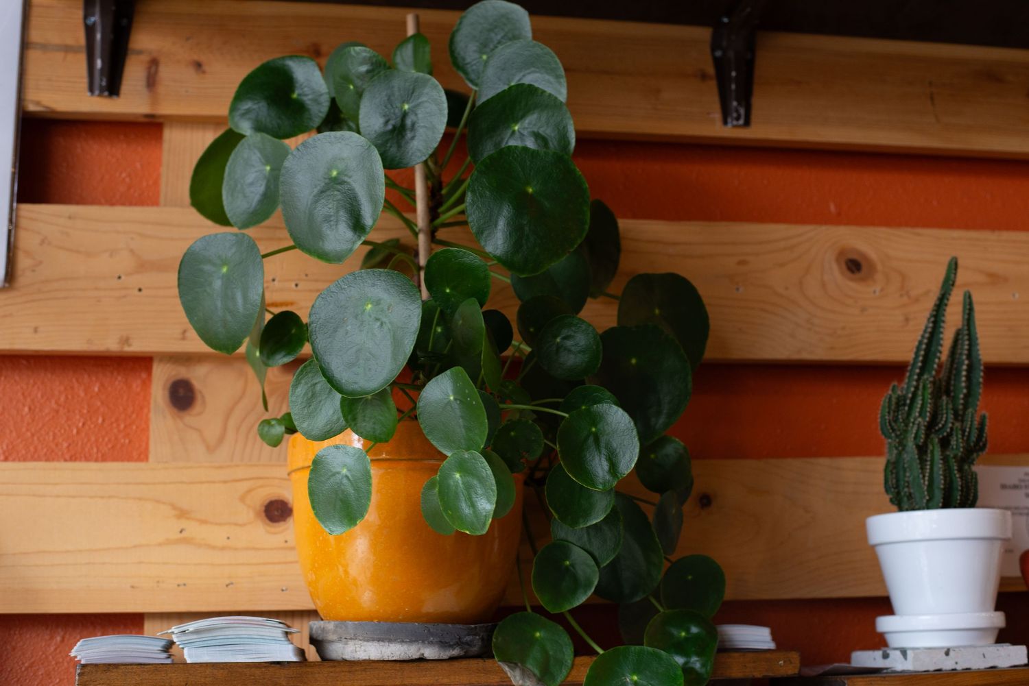 A vibrant Pilea peperomioides plant in a yellow pot on a wooden shelf beside a small cactus.