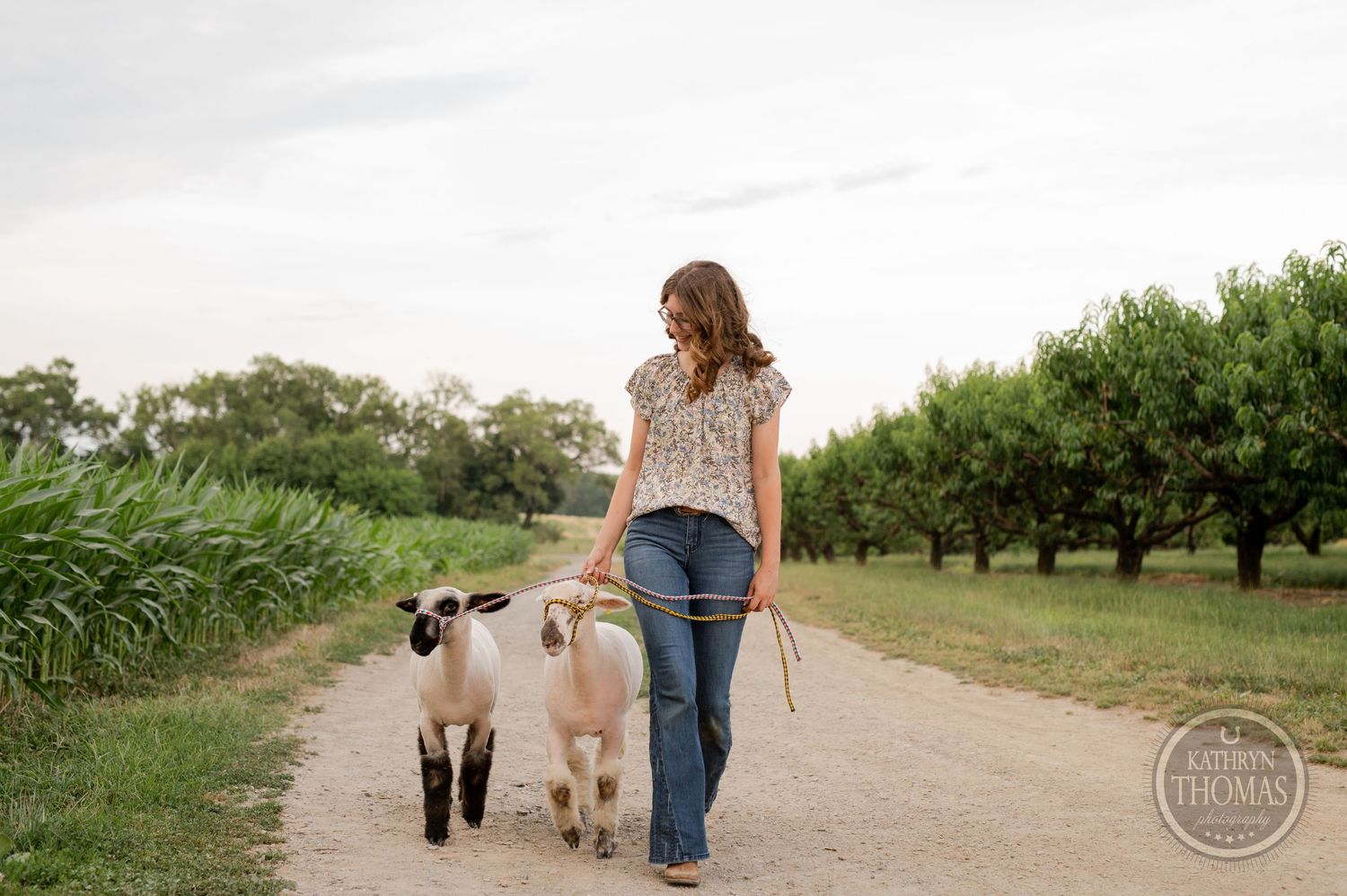 Two sheep being walked on a dirt path bordered by fruit trees and tall grasses.