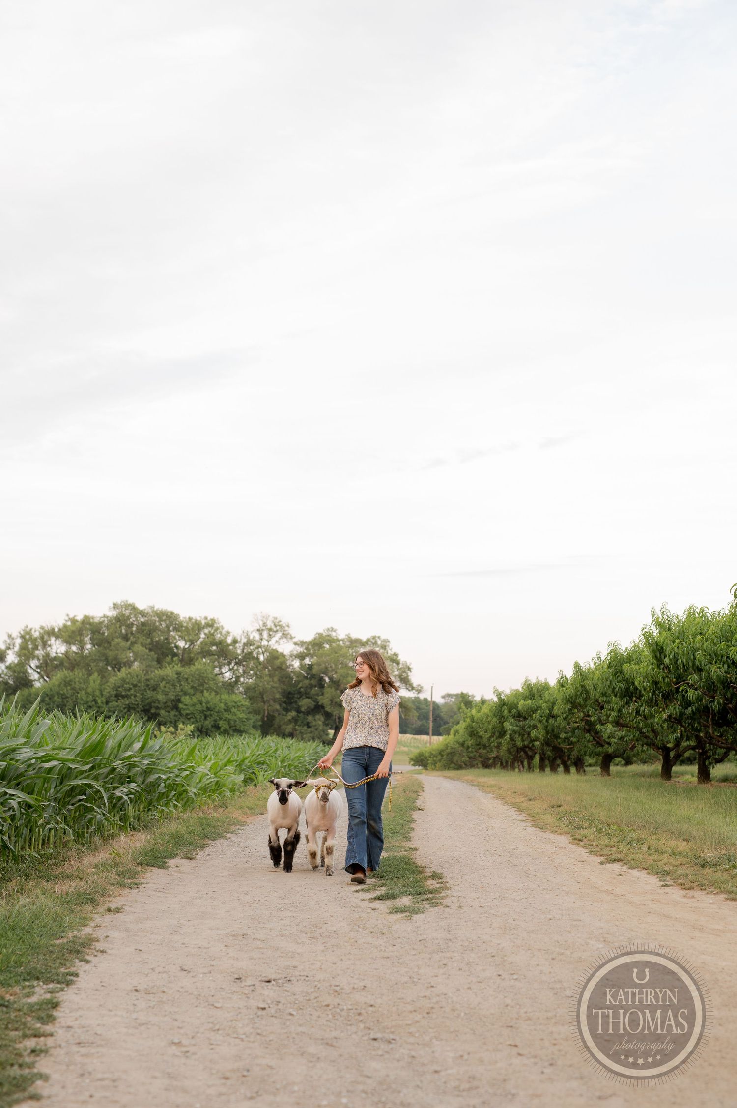 A pastoral scene showing someone walking with show animals along an orchard path.