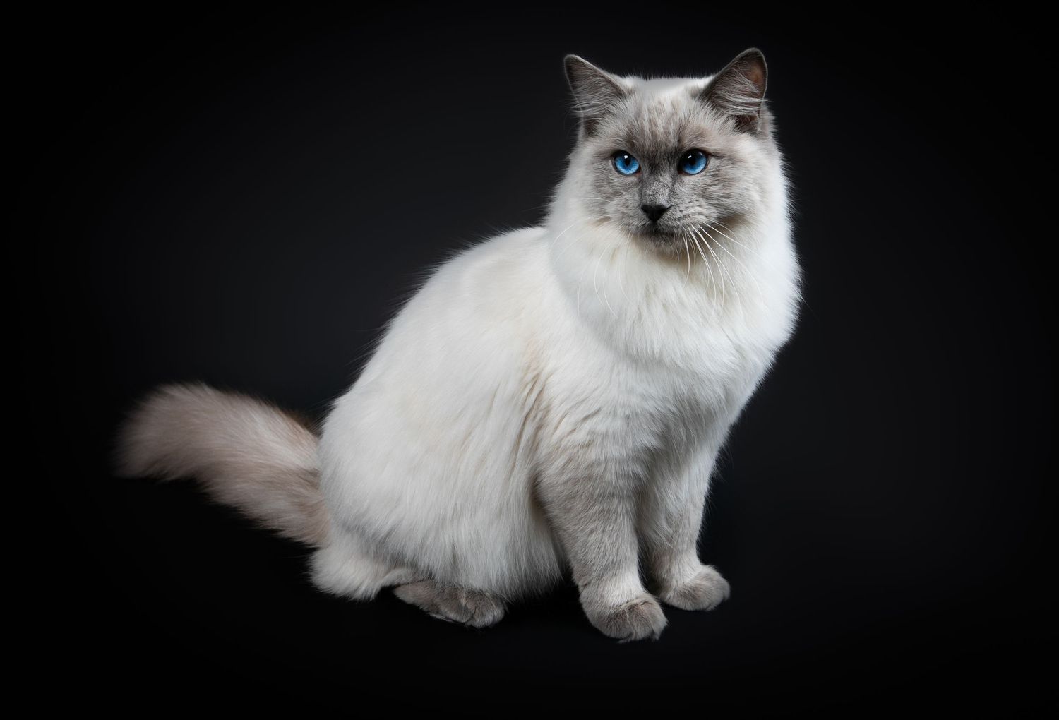 A regal Ragdoll cat with creamy white fur and striking blue eyes sits posed against a dark background.