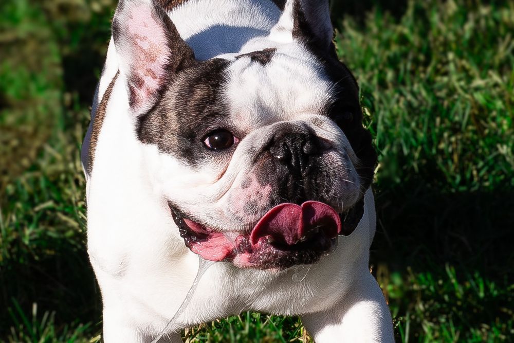 pet photographer kamloops