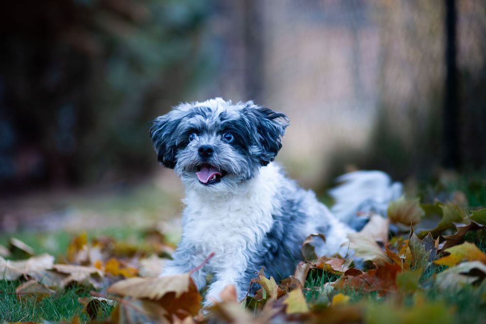 pet photographer kamloops