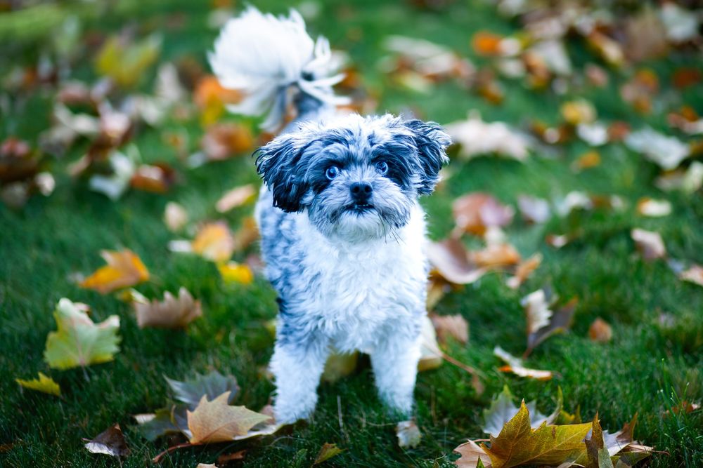 Pet photographer kamloops