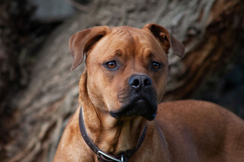 Kamloops pet photographer
pet photography
pet photographer