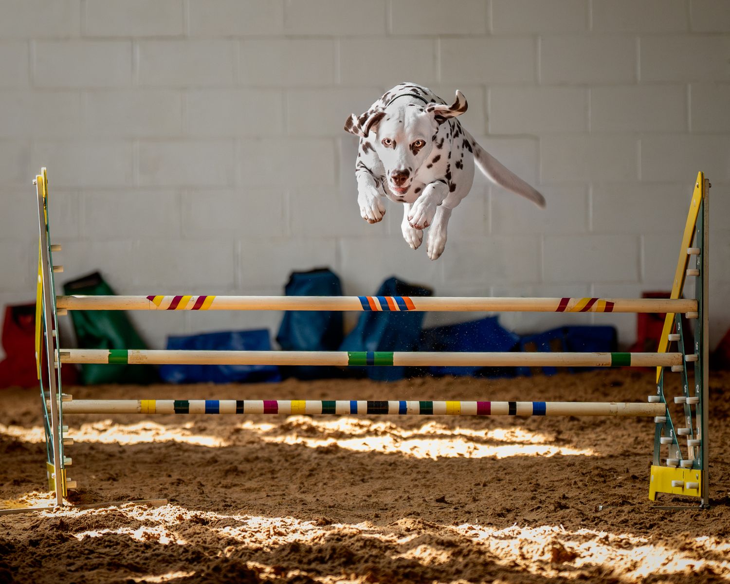 Dalmatian jumping