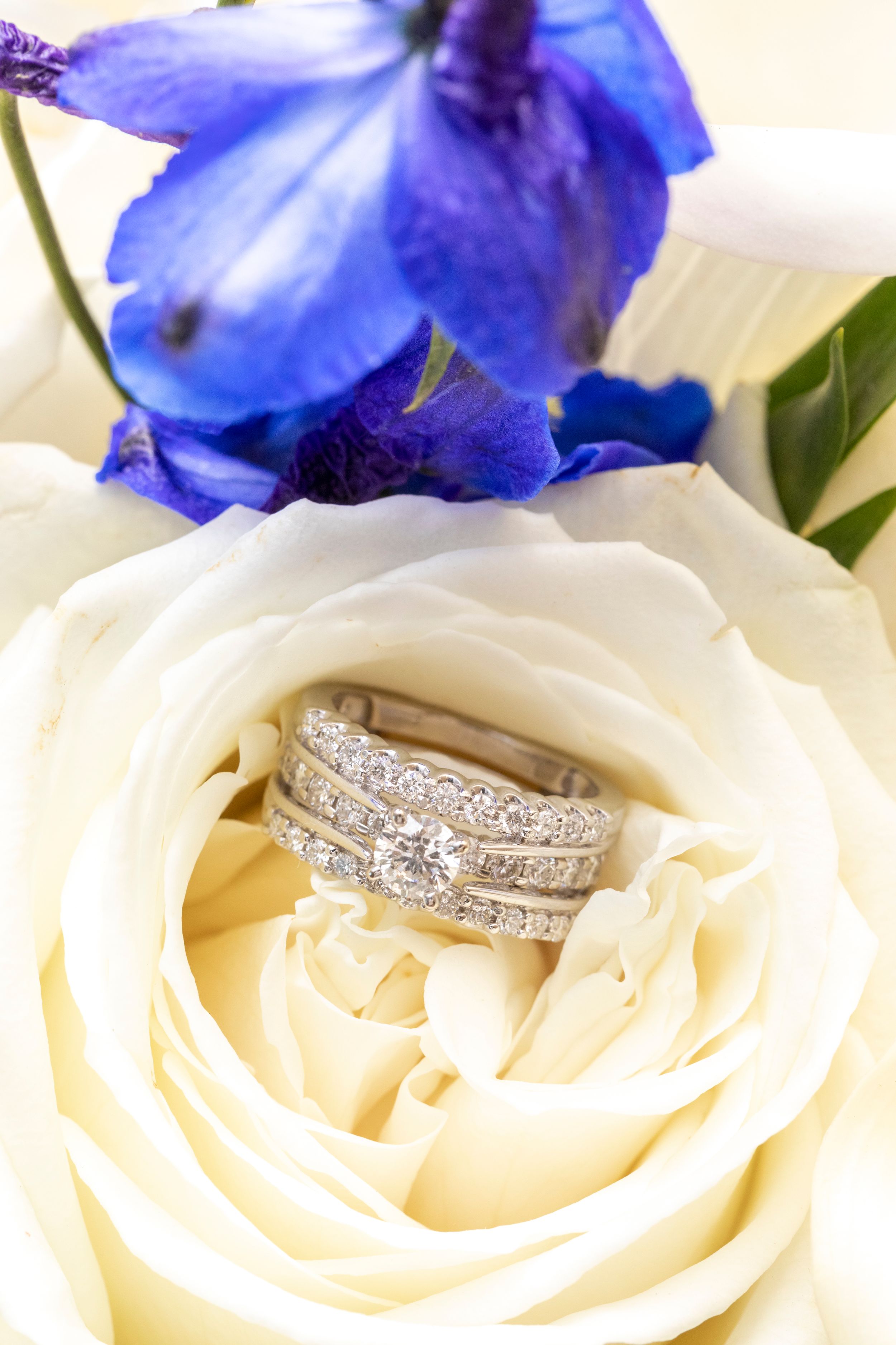 A diamond wedding ring set nestled in a white rose with purple delphinium flowers.