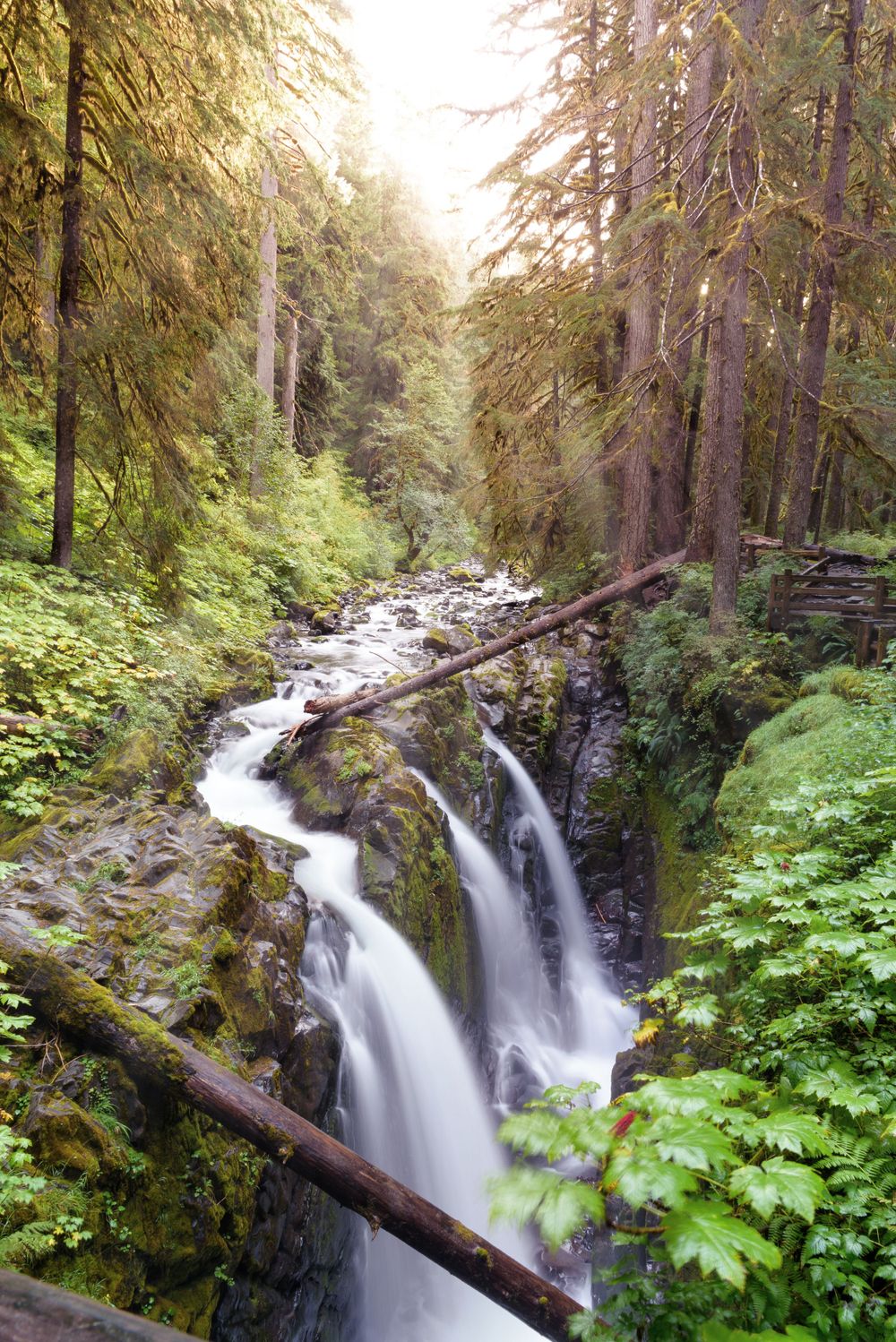 Long exposure of a waterfall flowing beneath the trees near Mount Rainier in Washington, captured by Chris Cornish Photography.