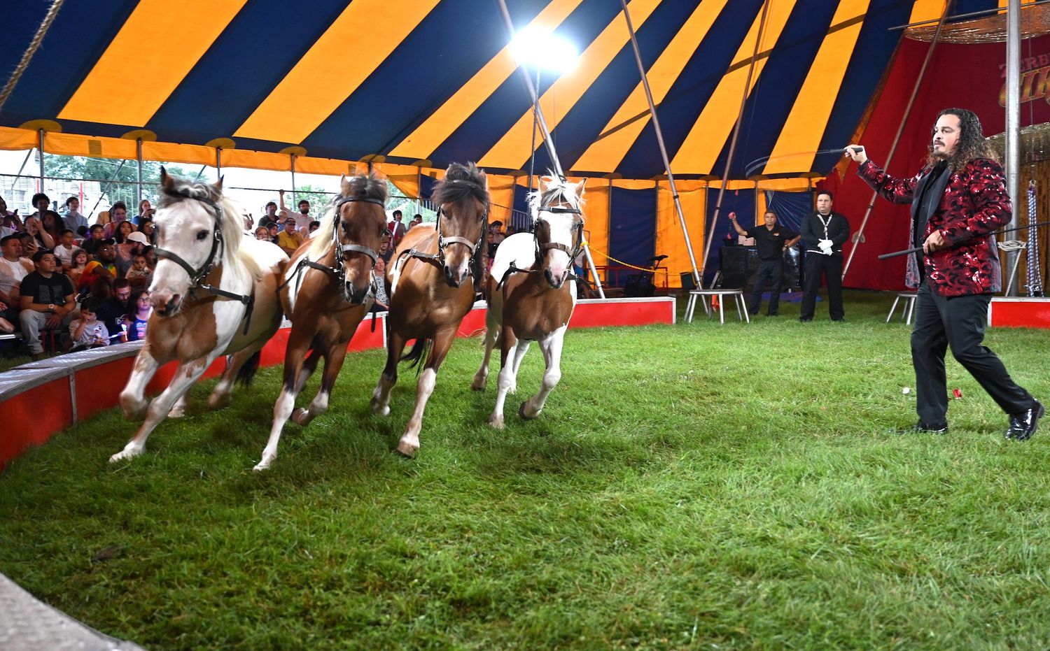 Trained horses perform in a circus tent under orange and blue striped canvas | photo by Tom McCall Photography | Maryland Photographer