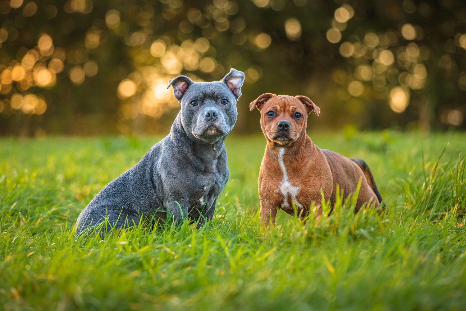 Two dogs, a blue Staffordshire Bull Terrier and brown Pit Bull, sitting together in grass with golden bokeh background.