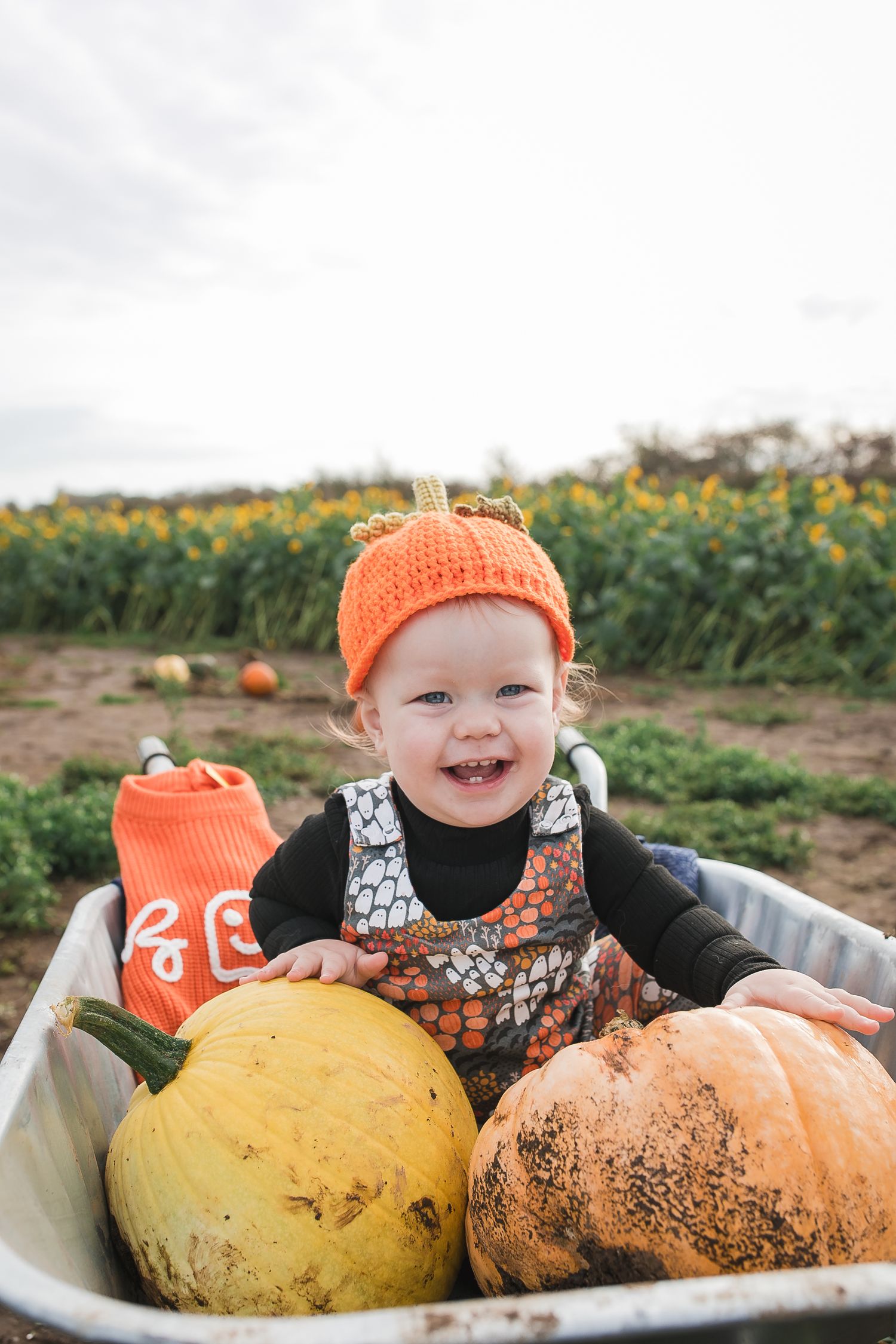 Happy child in orange hat sits in wagon with large pumpkins at harvest field. Photographer. Hull. East Yorkshire. Photography