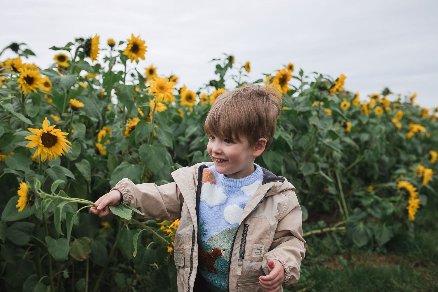Child in beige jacket explores tall sunflower field on autumn day. Photographer. Hull. East Yorkshire. Photography