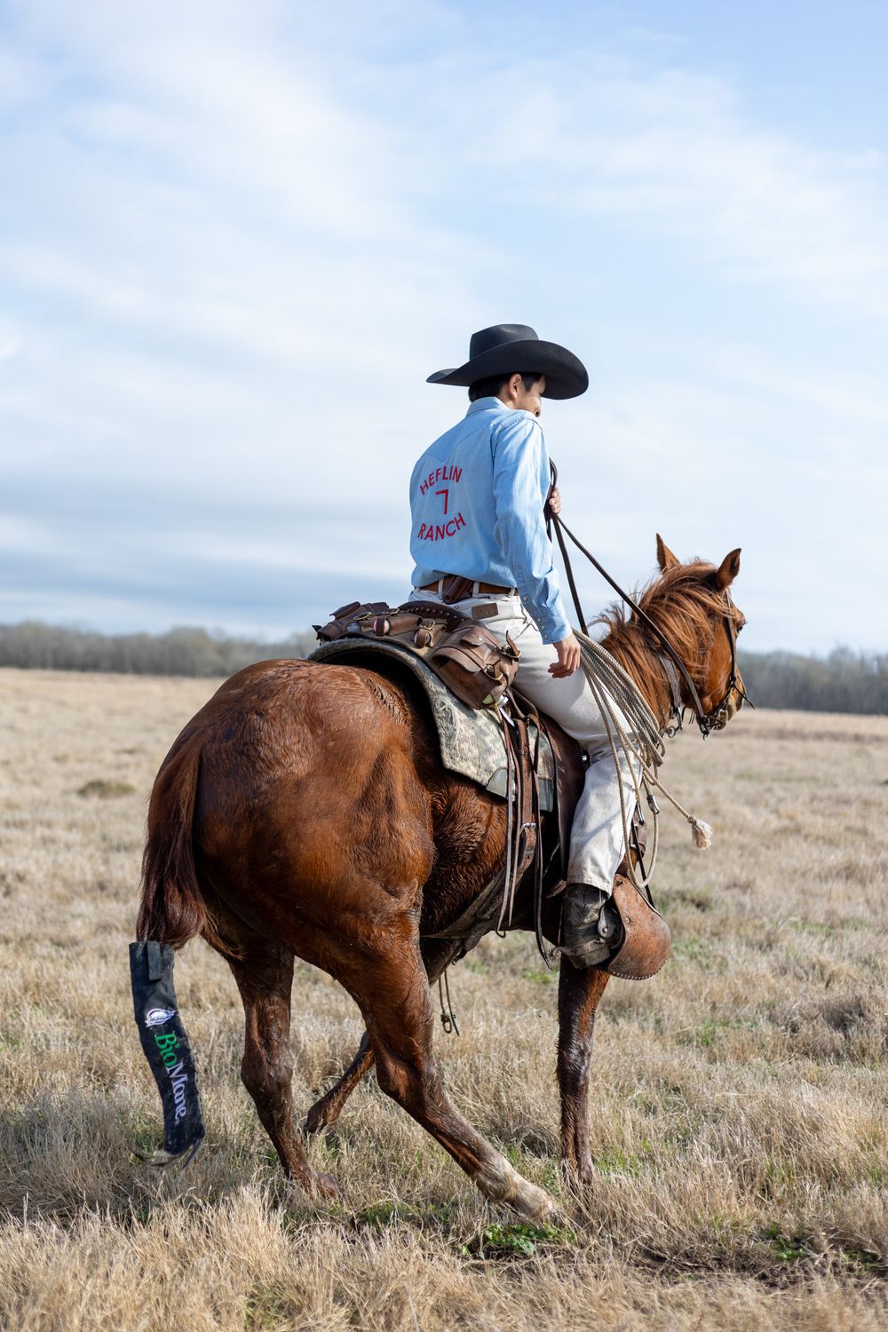 Horse Photography