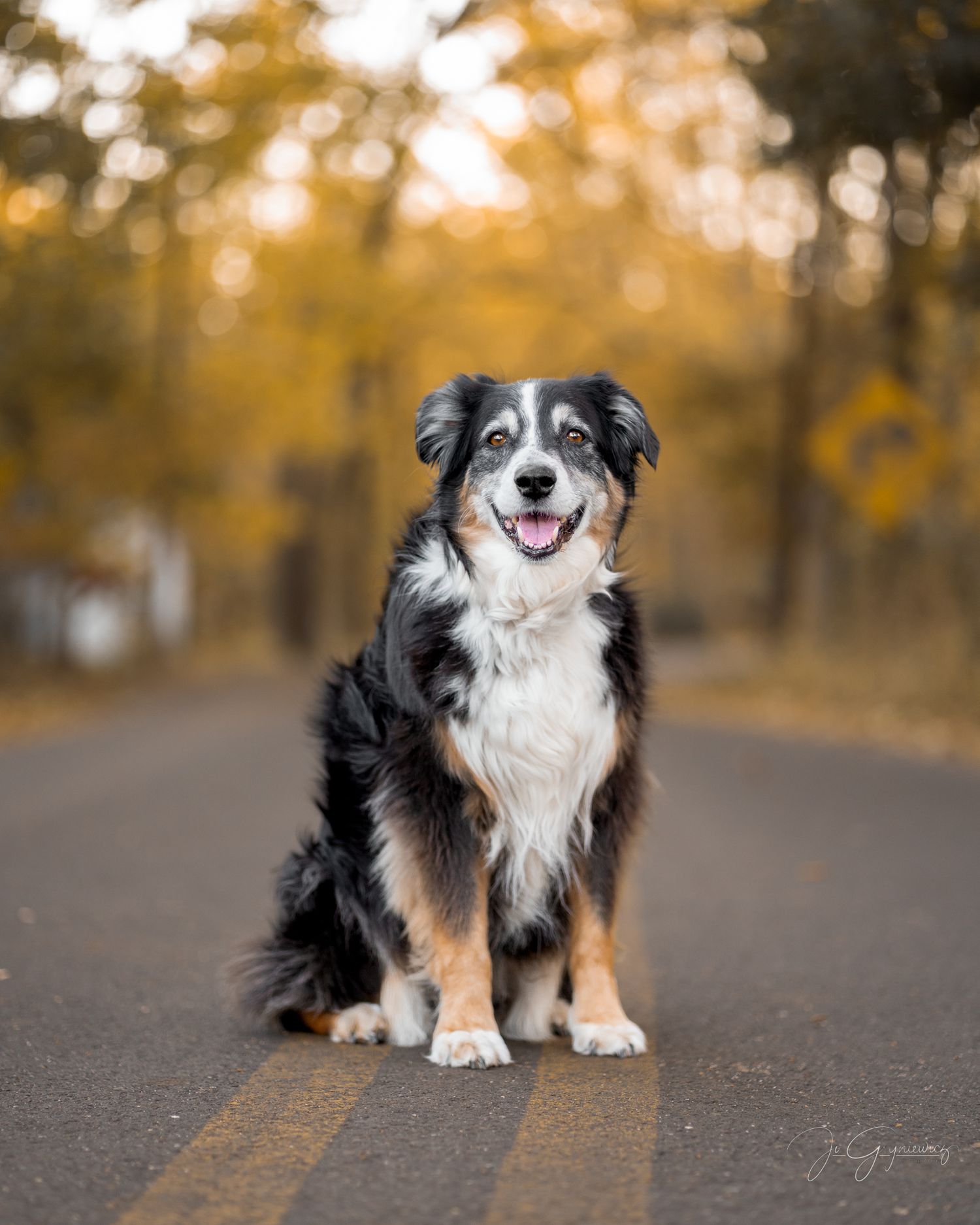 Dog portrait