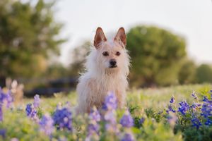Dog photos in bluebonnets Cedar Park Texas