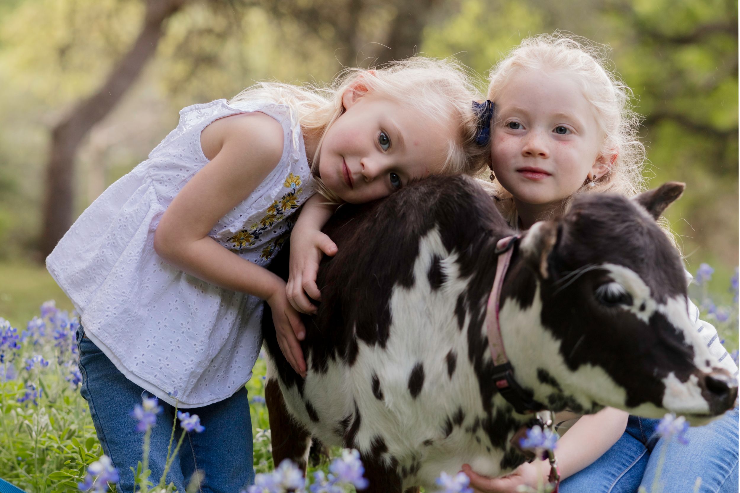 Cedar Park bluebonnet Mini Session.Two young children in white tops leaning in close to pet a black and white spotted calf amid bluebonnets.