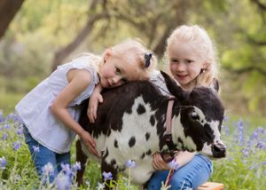 Children playing with black and white spotted calf in meadow of blooming blue wildflowers. Cedar Park Bluebonnet Mini Session