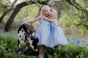 Two children in matching blue floral dresses play together amongst blooming bluebonnets while a baby calf grazes nearby. Bluebonnet Mini