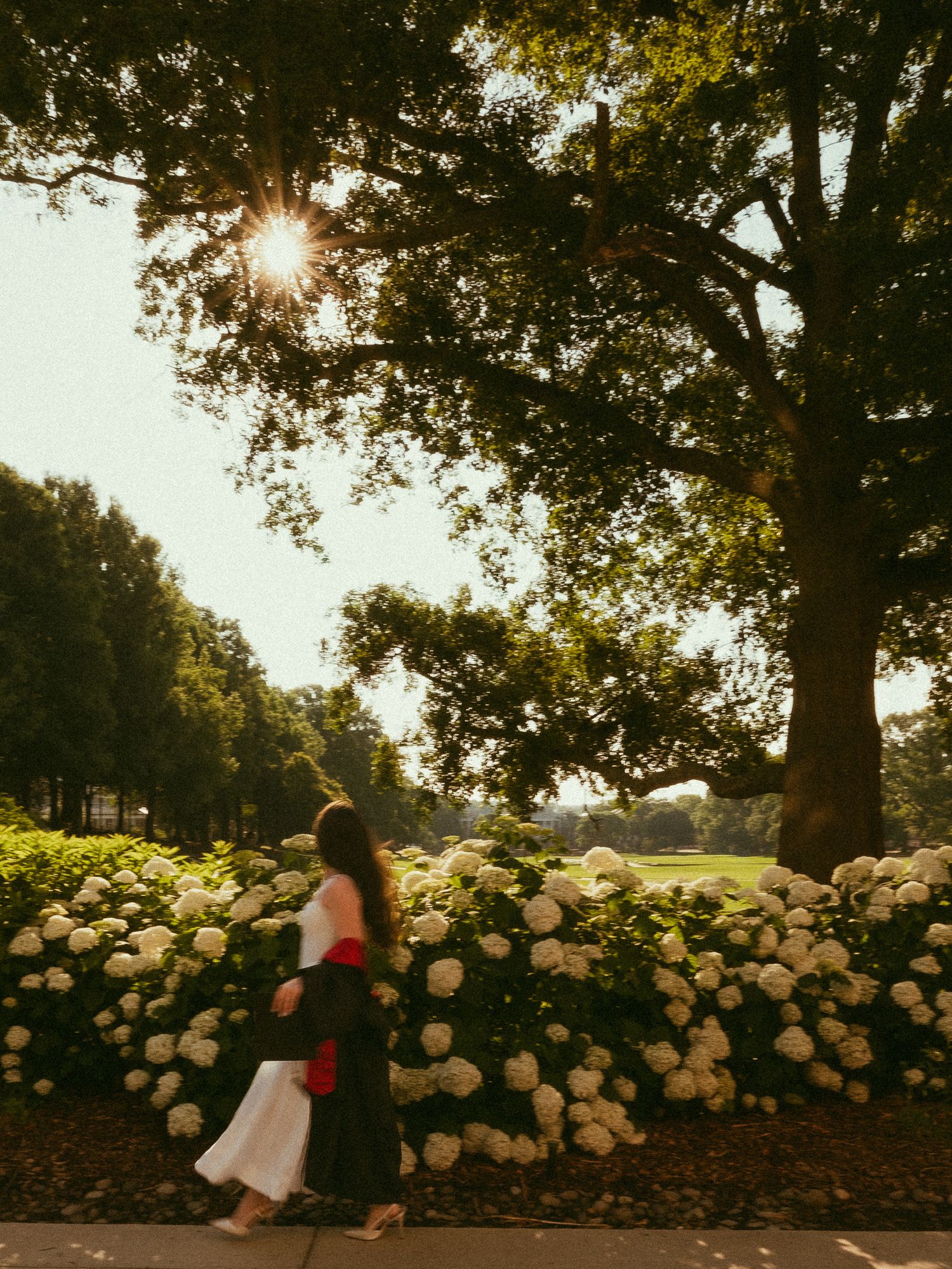 Woman in white dress walks past white hydrangeas under sun-dappled trees in a lush green park.