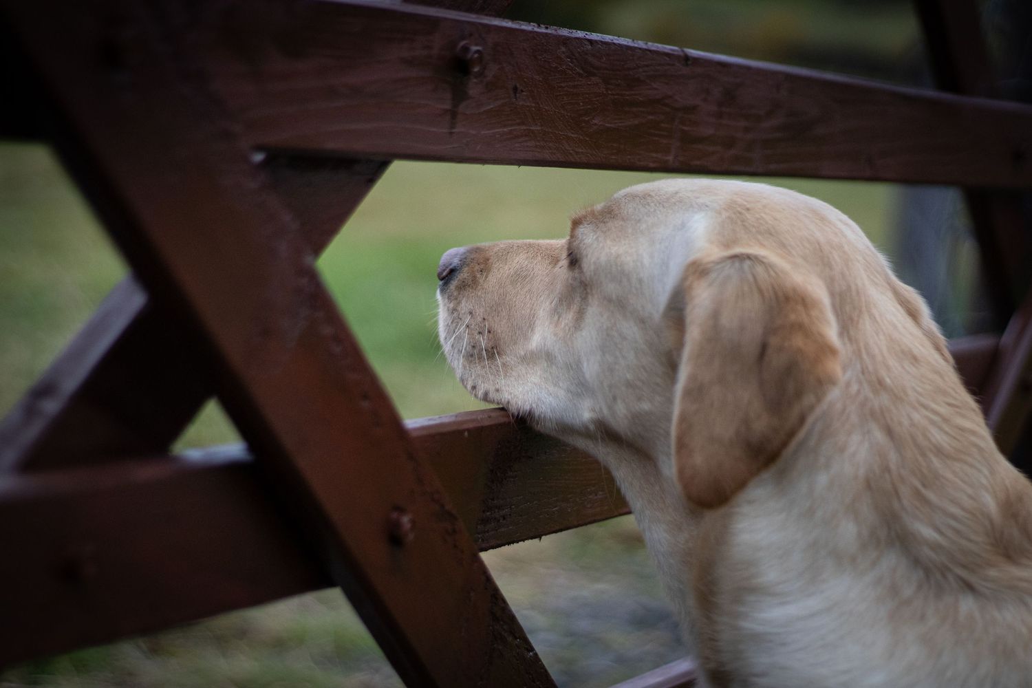 Photograph of a white Labrador retriever by Woodland Workbench