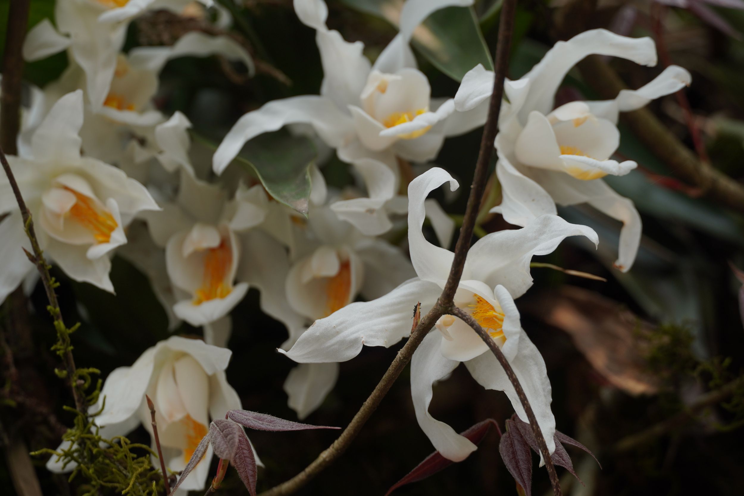 A cluster of exotic white mountain orchids, highlighting the hidden, fragile grace found in the harsh mountain terrain.