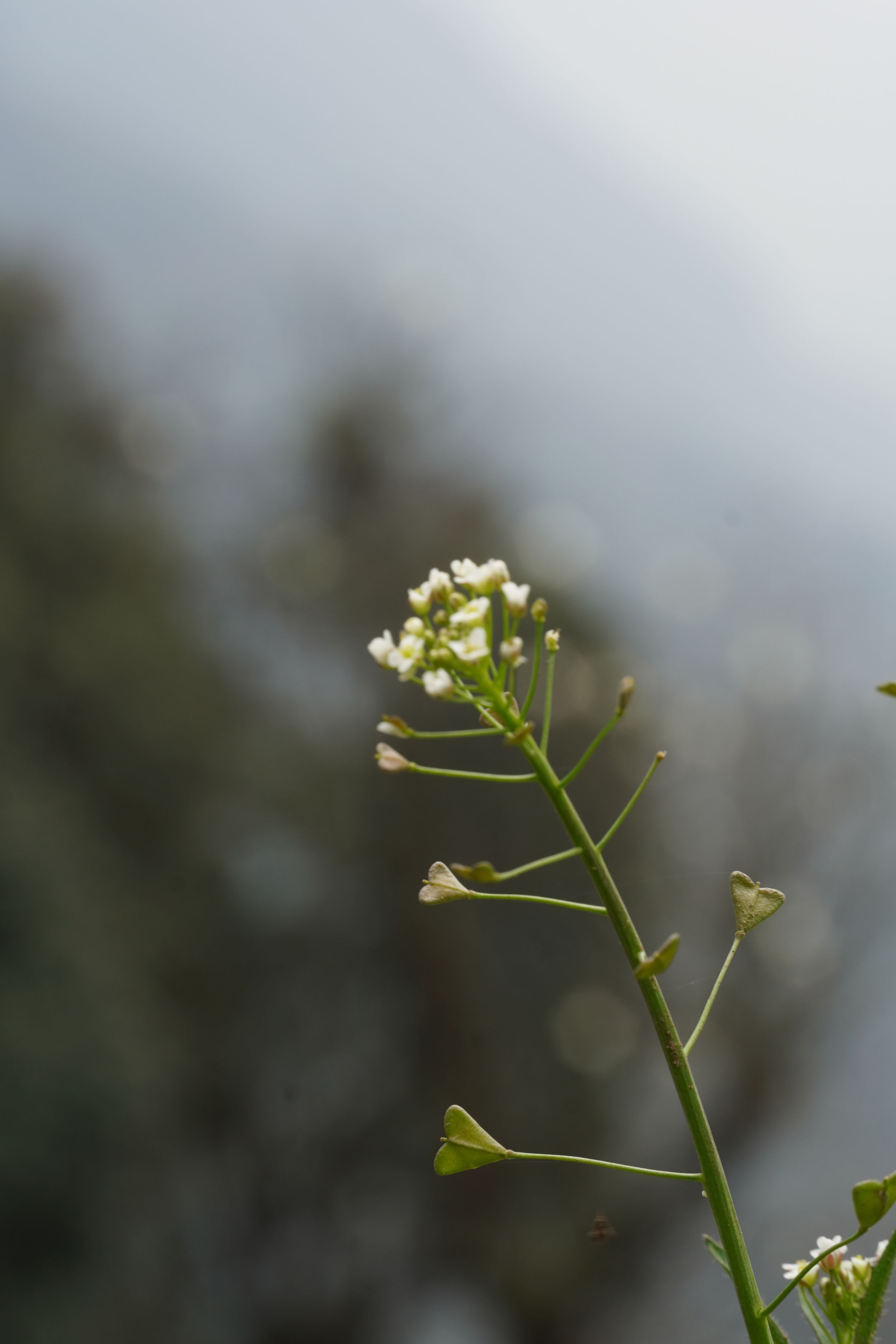 A delicate white wildflower reaching upward against a soft, misty grey mountain backdrop.