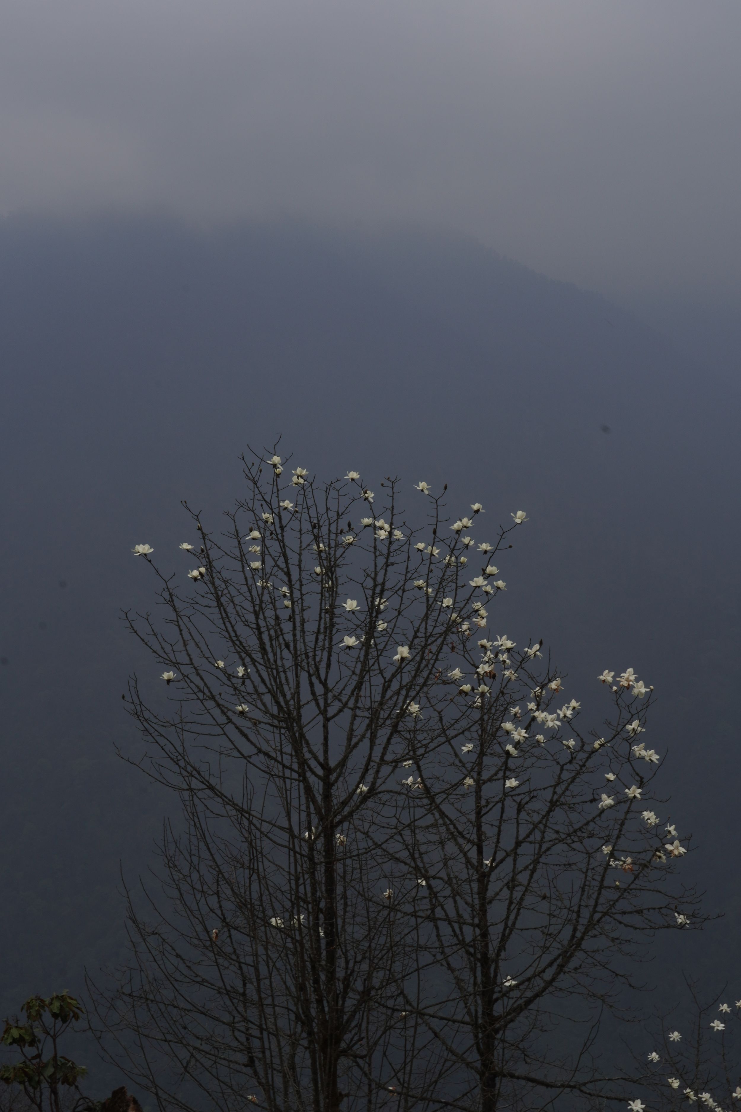 A vertical composition of a solitary tree standing against a deep, foggy mountain sky, capturing the silent atmosphere of the high trails.