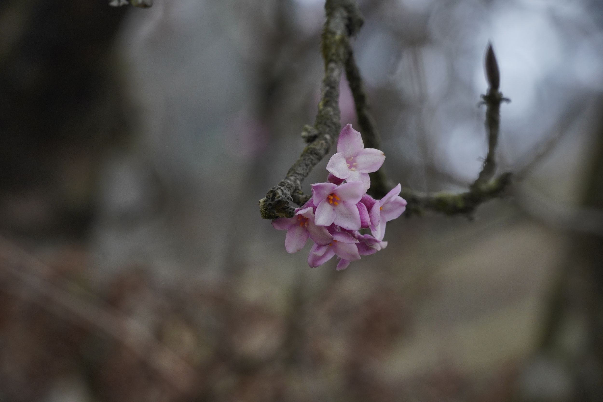 A focused study of wild pink blossoms found along the silent trails of the Goechala trek.