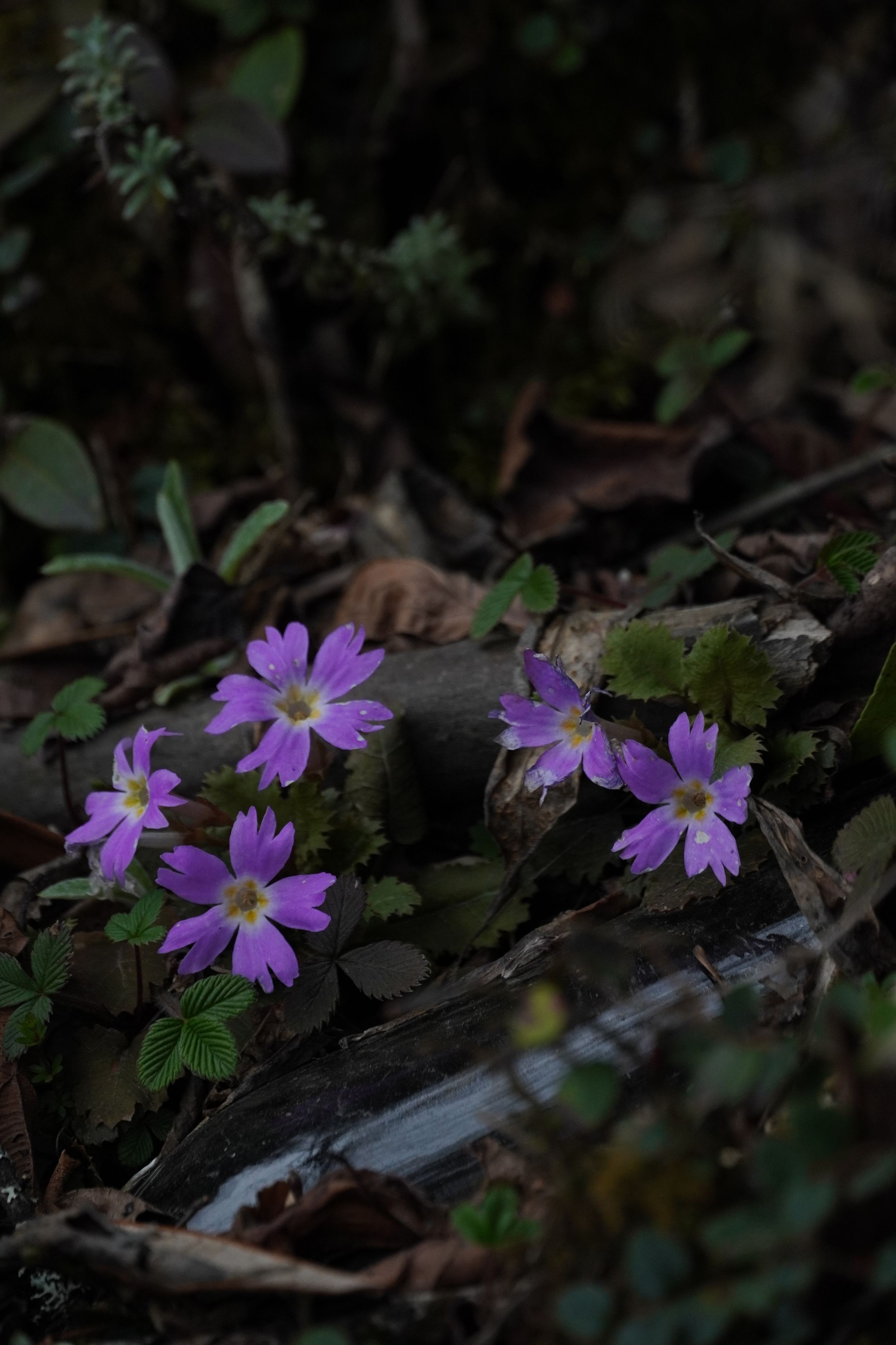 Clusters of wild purple mountain flowers blooming along a rugged Himalayan trekking trail, a study in the grace of the unfinished.