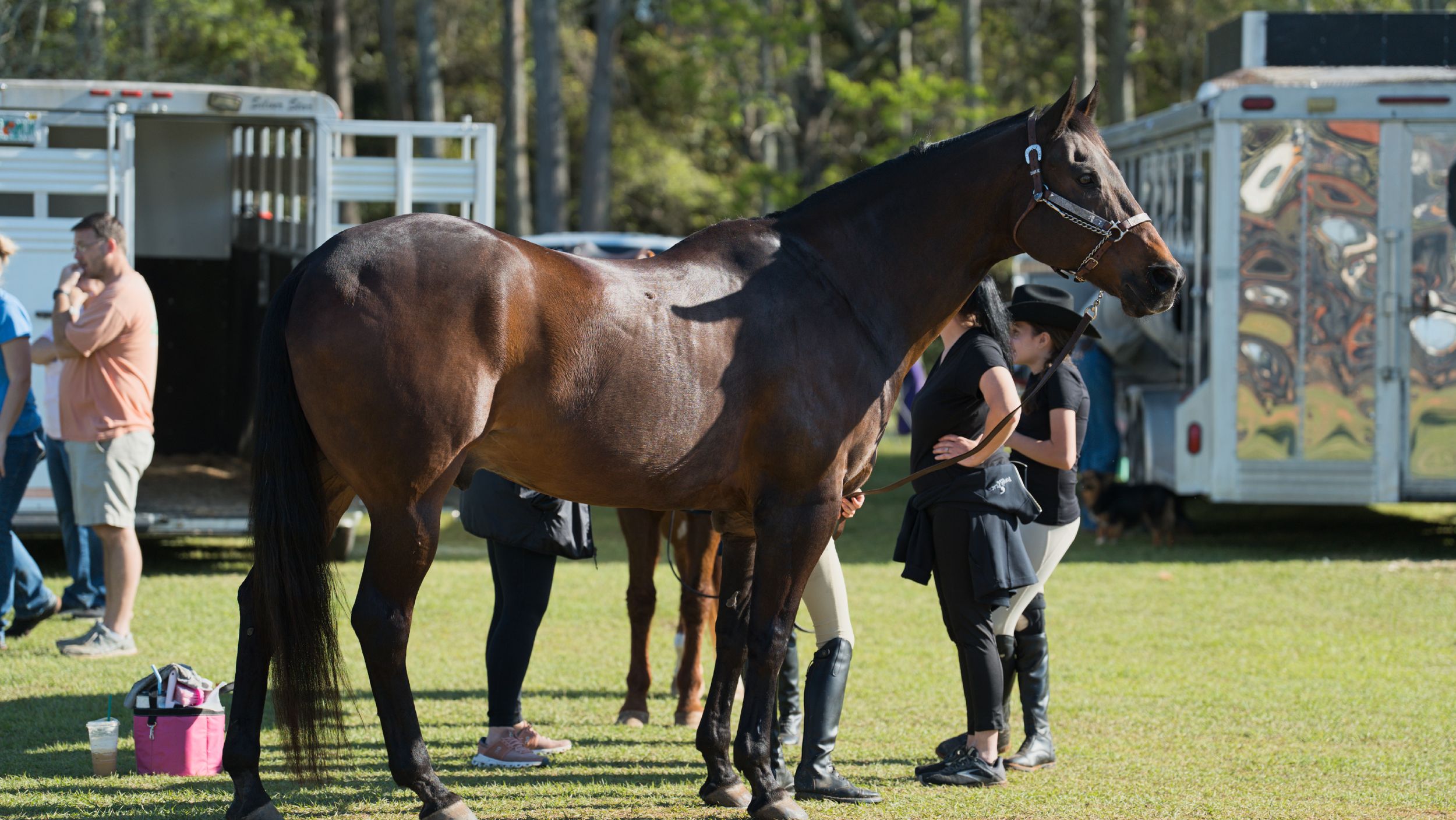 Horses being groomed and prepared at an outdoor event with horse trailers in the background.