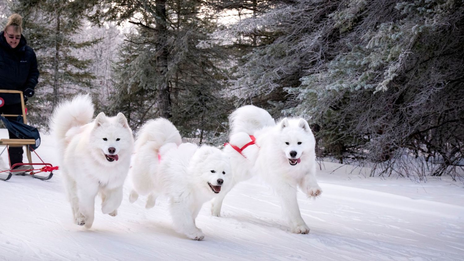 Two white Samoyed dogs run joyfully through a snow-covered winter forest path.