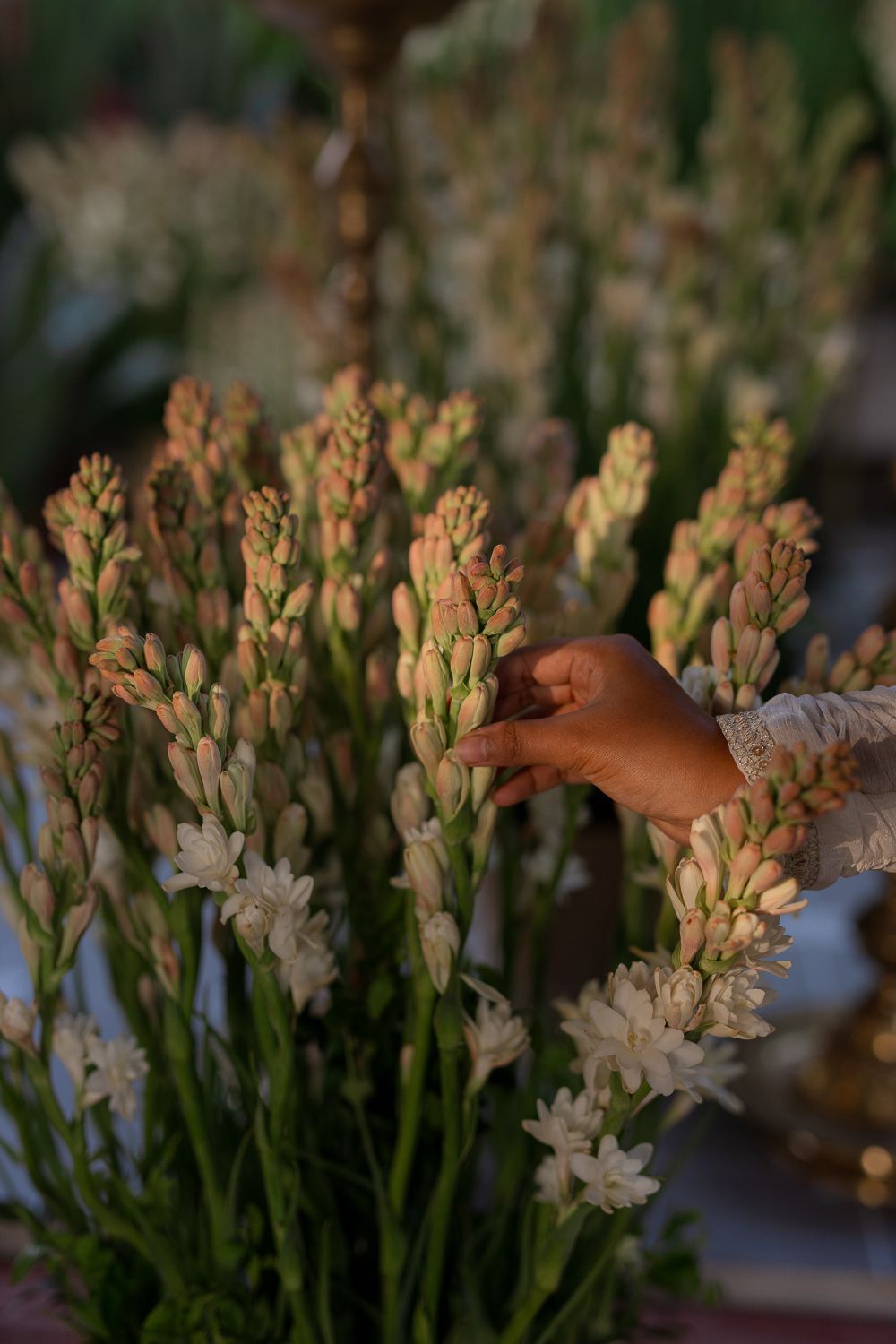 A hand gently touches delicate white tuberose flowers blooming on tall green stems in soft evening light.