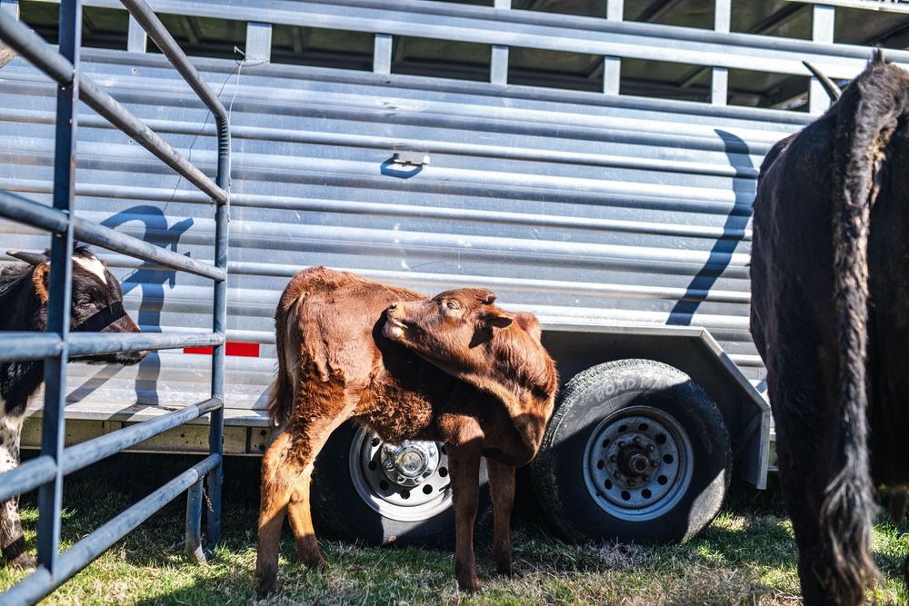 Two brown calves standing near a silver livestock trailer on green grass at a farm.