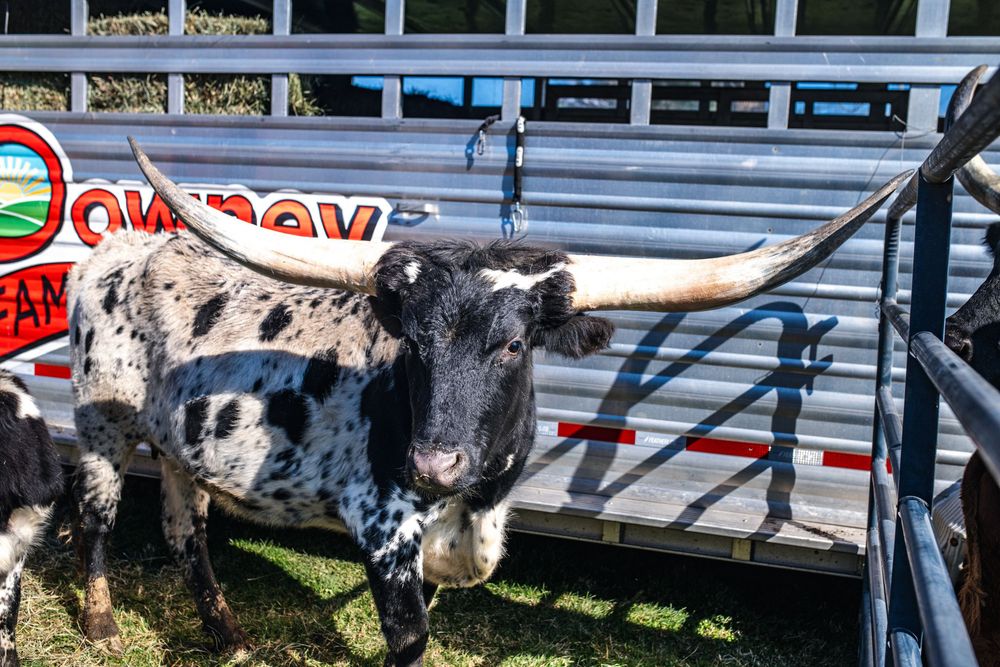 Black and white spotted longhorn cattle standing near a livestock trailer on green grass.