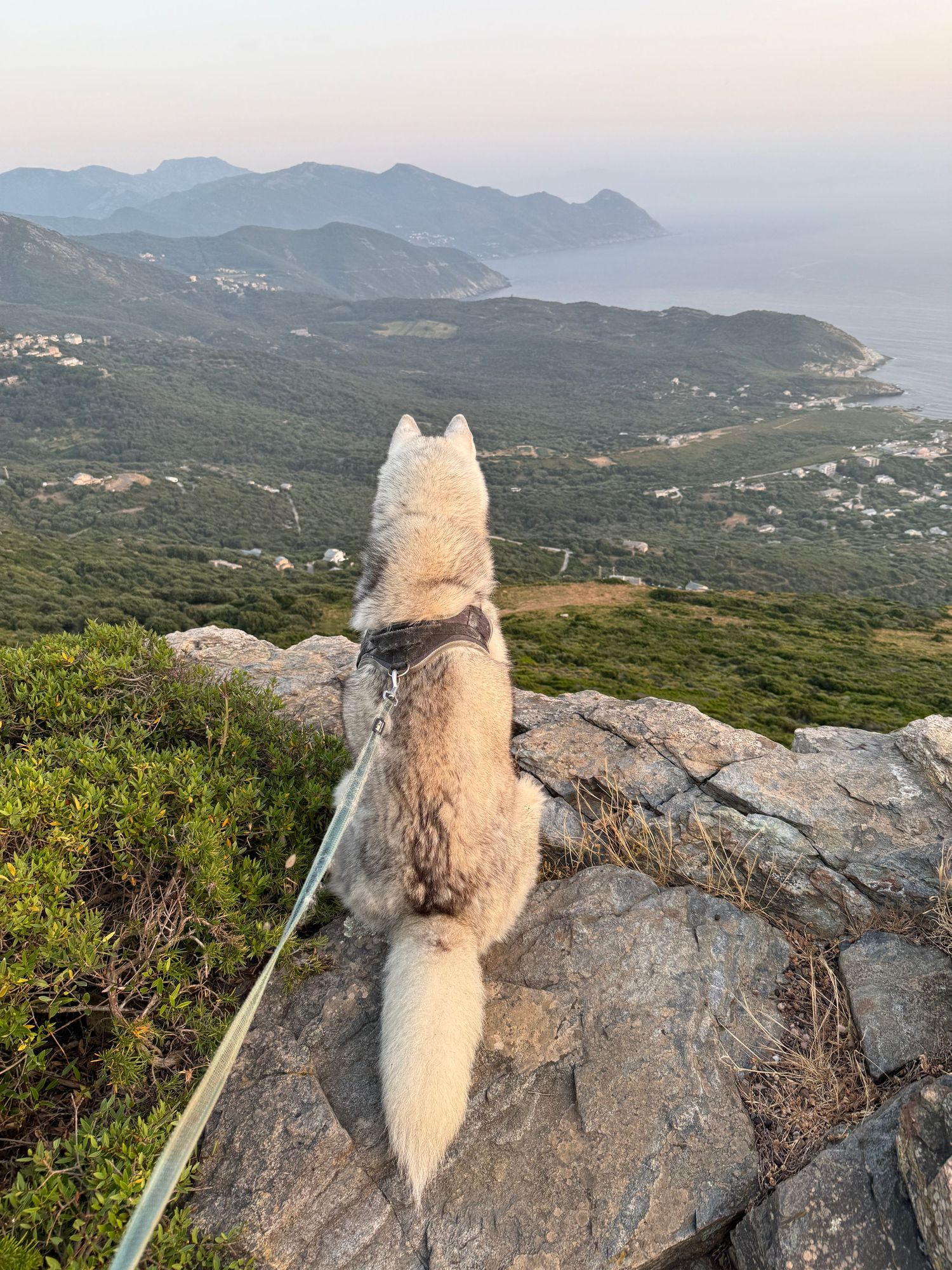 chien dominant la plaine du corse en contre-bas avec le port de centuri