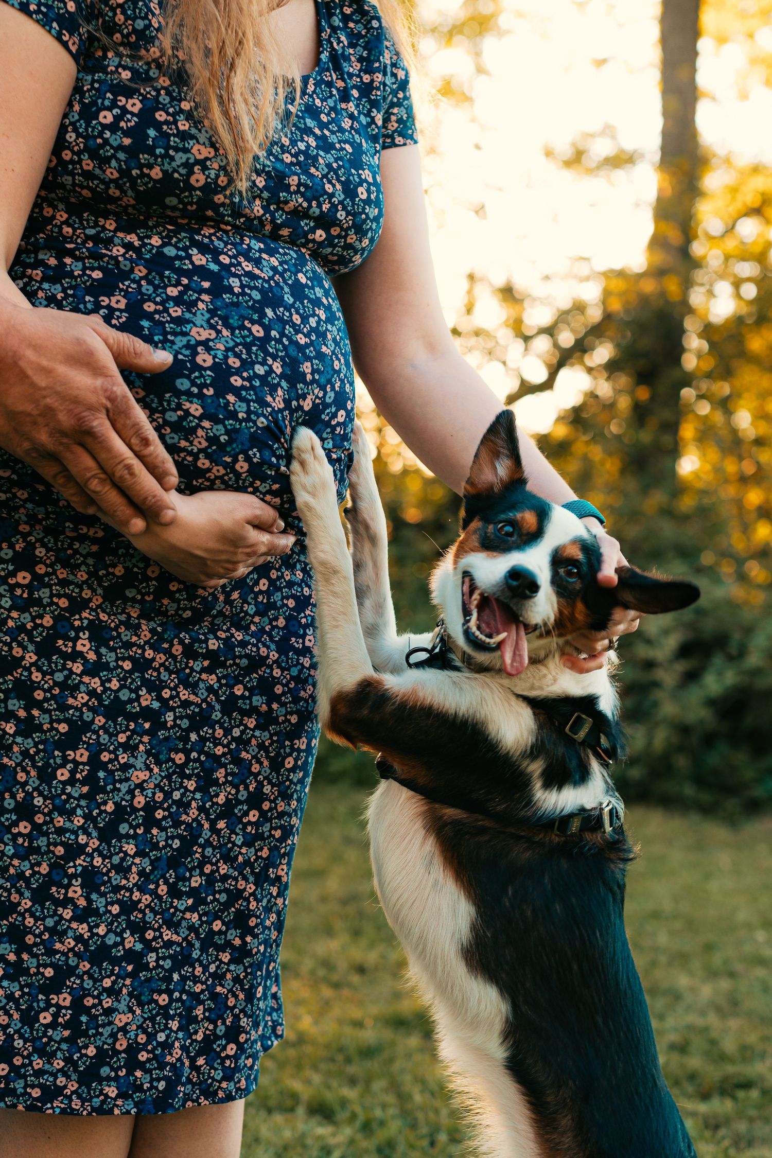 Border collie dog playing and interacting with someone wearing a floral dress at sunset.
