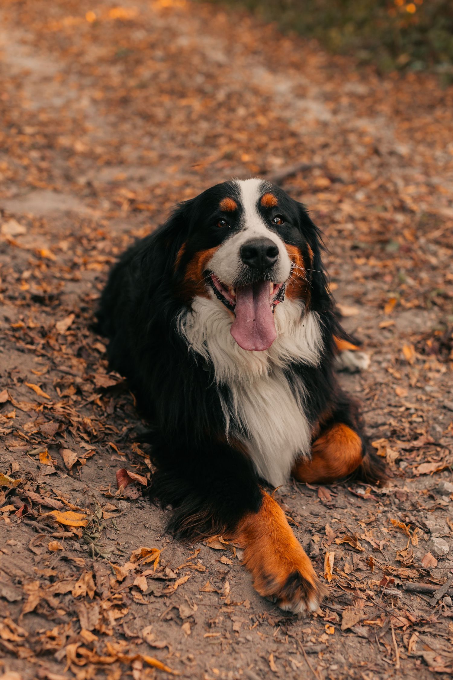 Happy Bernese Mountain Dog sitting on fallen autumn leaves with tongue out.