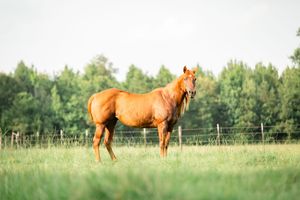 Chestnut horses grazing peacefully in a lush green summer pasture with trees in the background.
