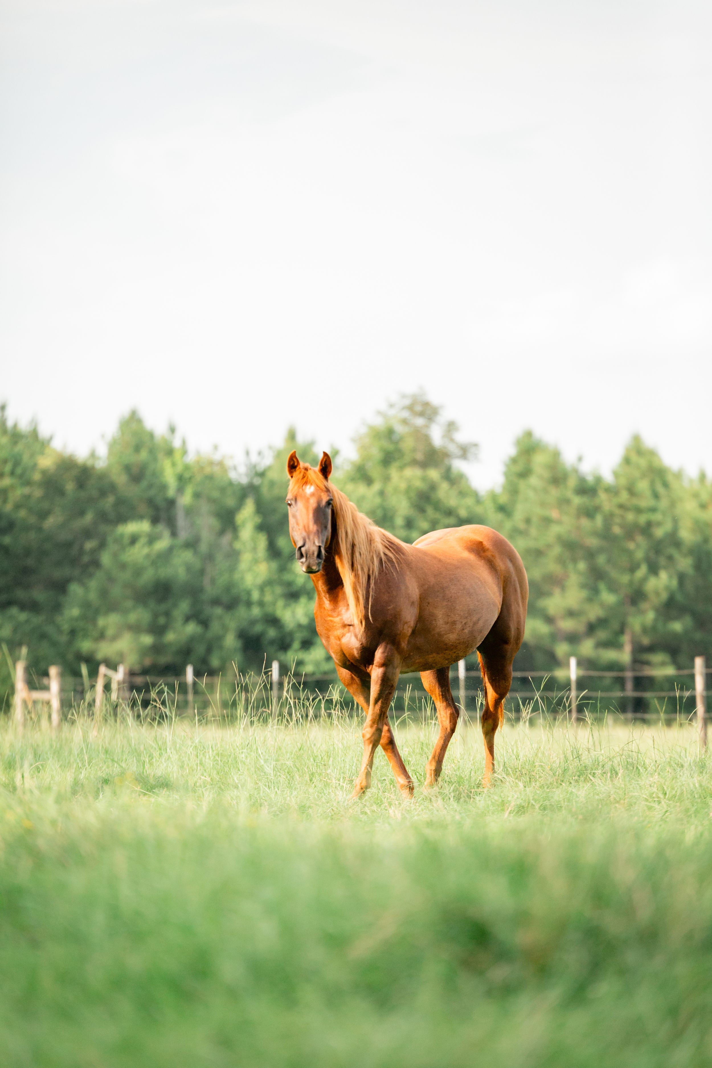 A chestnut horse grazes peacefully in a lush green pasture on a sunny summer day.