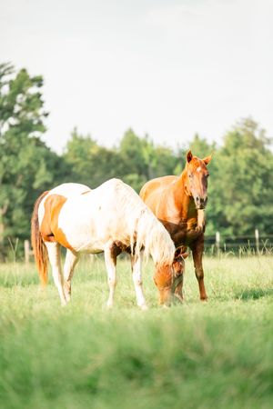 A group of brown and white horses grazing together in a lush green summer pasture with trees in the background.