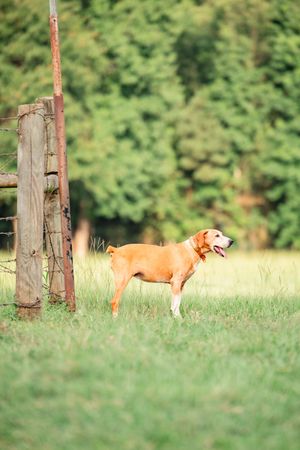 A brown and white dog stands alertly in a grassy field next to an old wooden fence post with trees in the background.