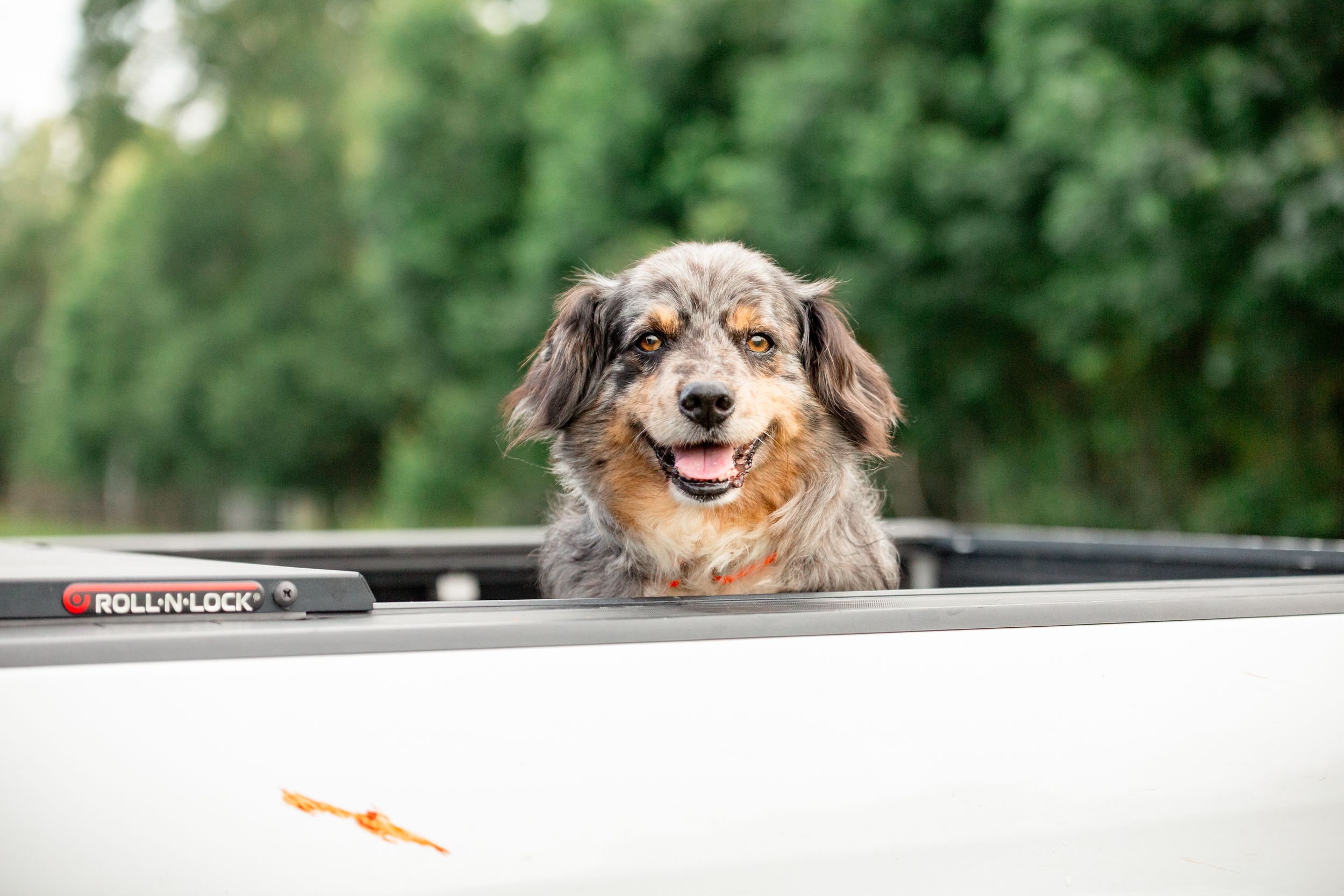 Happy Australian shepherd dog with brown and white fur sticks head out of car window during sunny drive.