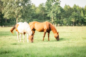 A panoramic view of brown and chestnut horses grazing peacefully in a lush green summer pasture.