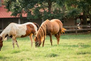 Two horses grazing in a green pasture with a red-roofed barn in the background.