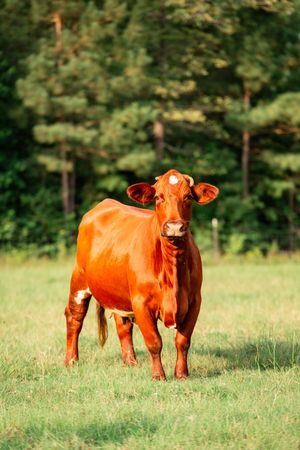 Red-brown cows graze together in a lush green pasture with forest trees in the background.