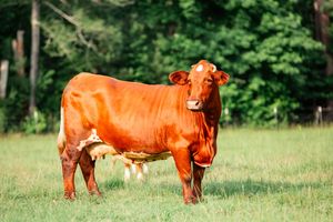 Red Angus cattle graze together in a lush green pasture with trees in the background.