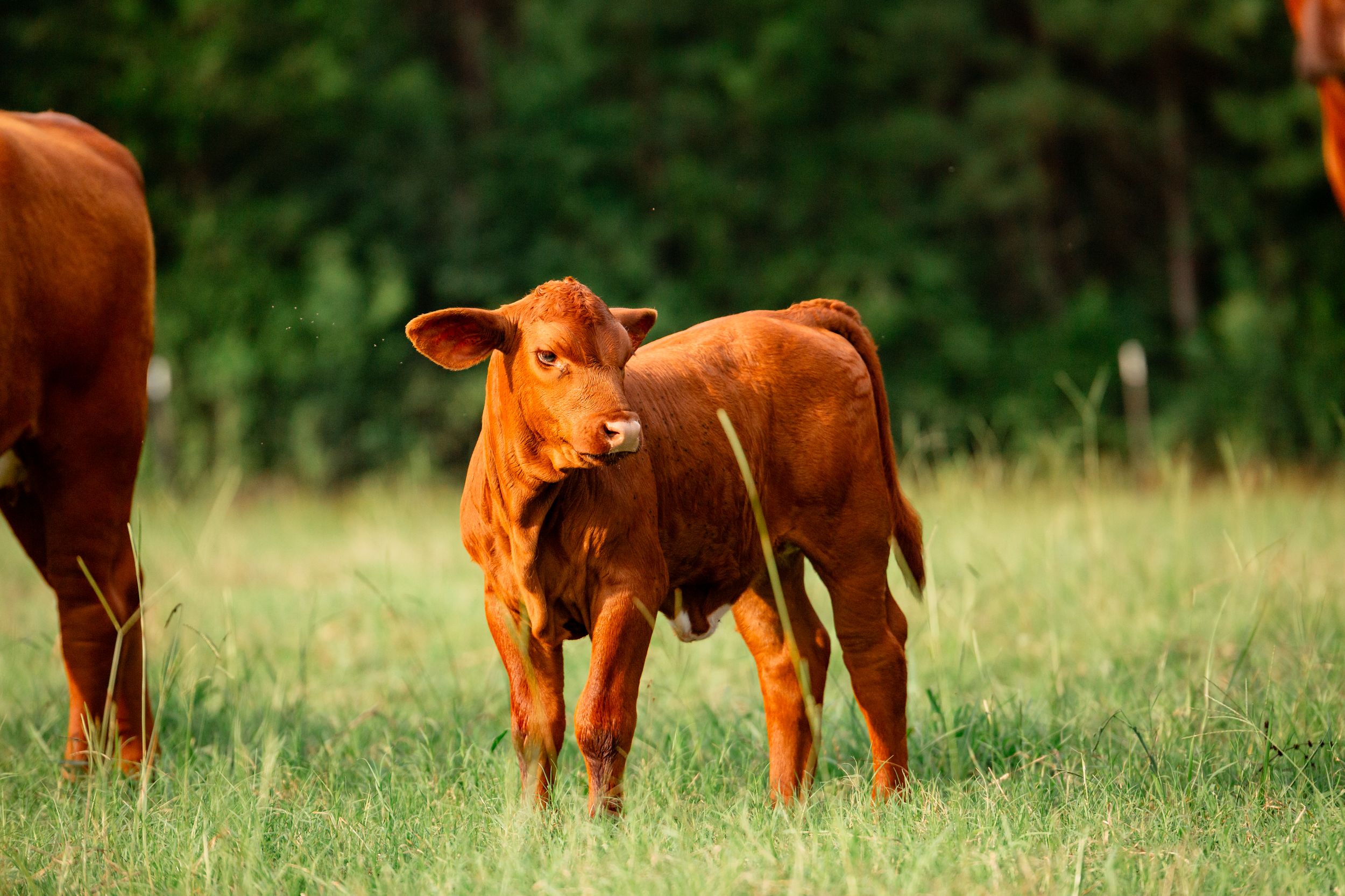 Brown cows graze peacefully in a lush green pasture on a sunny day.