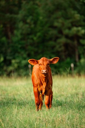 Young red calf standing alone in green grass field with blurred natural background.
