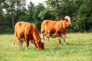 Two reddish-brown cows graze in a lush green pasture with trees in the background.