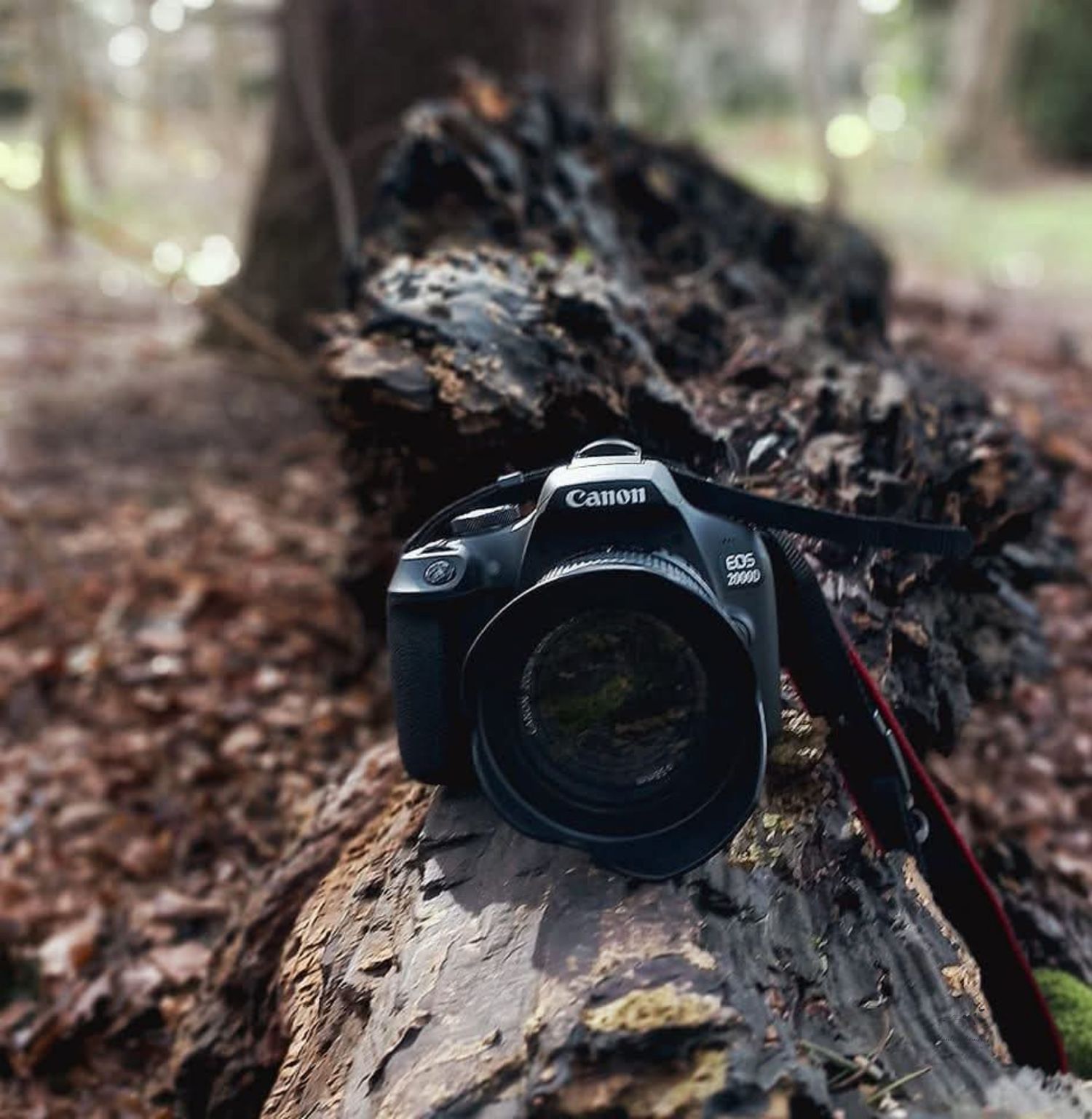 Appareil photo Canon posé sur un tronc d’arbre en forêt, regard de photographe nature